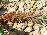 Sedum luteolum (fam Crassulacees) (Europe) (3) (Photo F. Mrugala)